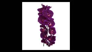 Orchid Stems (Set of 6)