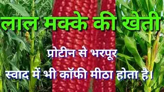 लाल मक्का की खेती।।लाल मक्के के फायदे।red corn farming।corn।lal makka ki kheti।makka की kheti।