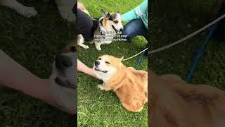 Our herding instinct test turned into a mini corgi meetup!