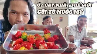 Già Làng Thử Thách Ăn Loại Ớt Cay Nhất Thế Giới Được Gữi Từ Nước Mỹ