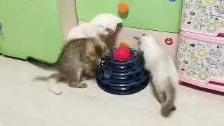 Шотландские и Британские котятки в продаже 89686112288.