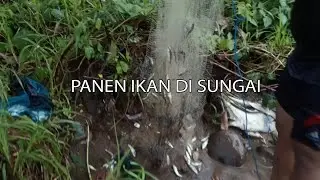 PANEN IKAN DI SUNGAI