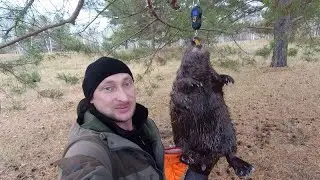 Охота на бобра/Такого я не ожидал, попались трофейные бобры