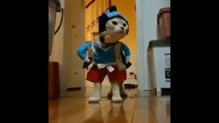 Смешные кошки и коты