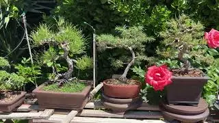 Jardín Bonsai Mayo 2023