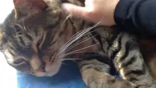 Do you need a fat furry cat in a sunbeam? Here.