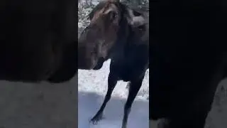 Нападающий лось