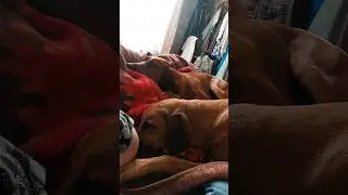 Постельные клопы 