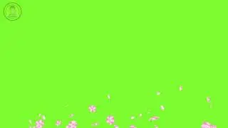 Flower Green Screen Video No Copyright Infringement