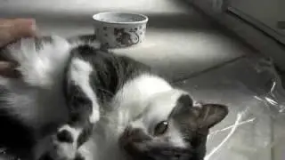 Cat thinks she's invisible behind plastic