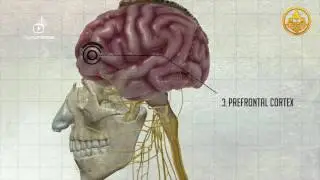 Шокирующие факты о вреде ПОРНОГРАФИИ