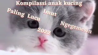 Kompilasi Anak Kucing Paling Lucu, Imut dan Ngegemesin 2022