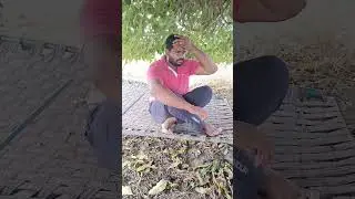 Vivasayam and harvesting | விவசாயம் பழகு #shorts #farming