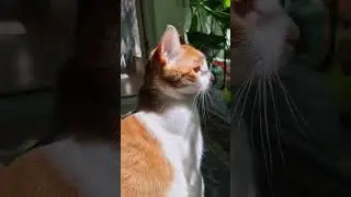 деспасито от рыжего кота 