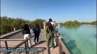 Mangroves ...Al Jubail Island Abu Dhabi, UAE