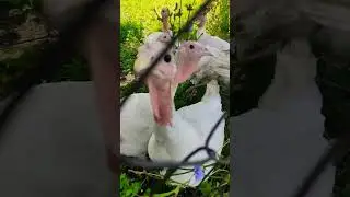 Индюшата 2