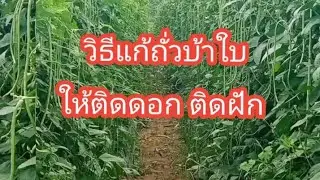 วิธีแก้ถั่วบ้าใบ ไม่ติดดอกไม่ติดฝัก ได้ผลจริง