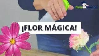 Vídeo - mini-nautas -  La flor mágica - Experimentos de ciencia