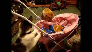 КОТЕНОК  ВАСЬКА