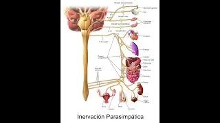 Fisiofarmacologia del sistema nervioso parasimpatico