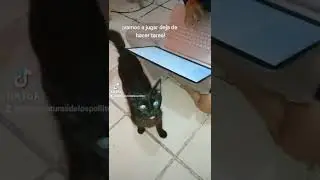 Cuando hablas el mismo idioma que tú Gato.