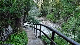 Zauberwald am Hintersee