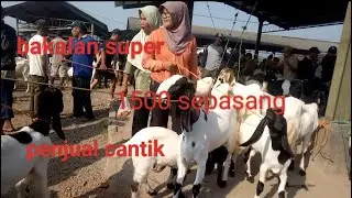 1500 sepasang!! harga kambing di pasar hewan tayu