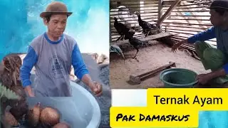 BERKUNJUNG KE TERNAK AYAM || PAK DAMASKUS