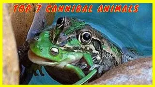 😨 TOP 7 Cannibal Animals | THEY EAT EACH OTHER!