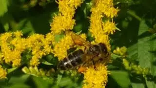 Золотарник гудит.bee brood.
Пчелы работают осенью.