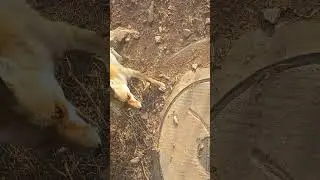 Мой друг лис.Таблетка от паразитов с едой.