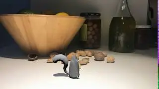 Squirrel tail overlap, Maya animation