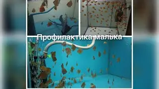обзор малышей дискусов. (профилактика)