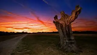 Stive Morgan - Fairy Tales of the Old Forest