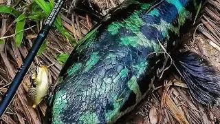 Mancing bikin melongo gak bisa TIDUR satu minggu..!