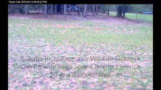 From Our Turkey Cam Spring 2015