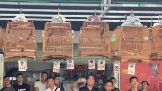 Đấu Trường Chim Vinh Tran Tại Đà Nẵng Vé 3trieu 10 xe 62 lồng 🦅🦅🦅