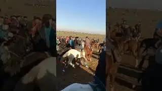 бахош палуан араншы Мамырбай мырзанын аттары