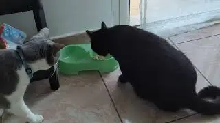 Time for Wet Food (read description for Zorro's story)