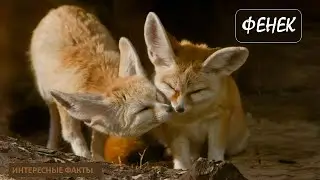 ФЕНЕК🦊/Животные life/Собаки/Животные/Интересные факты