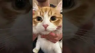 Falling into his eyes 🥹 #cat #cute #kitty #funnycats #catlover #kittten #kitty