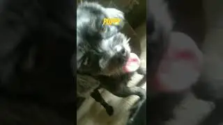 good puppy