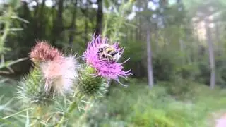 Trichius fasciata - Natura Mediterraneo