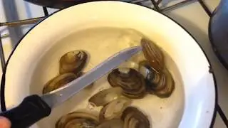 Как варить моллюсков.