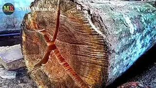 Be careful in choosing this type of wood if you don't want to lose