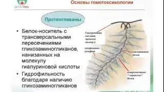 Гистология и физиология матрикса. Сушков А.Л.