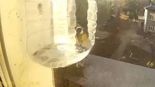 синички