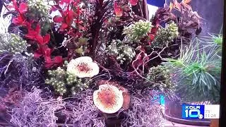 Home color from fall yard