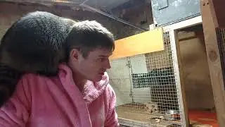 енот Хрюндель прыгает на хозяина.