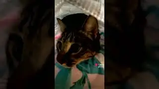 Котик Филя 
